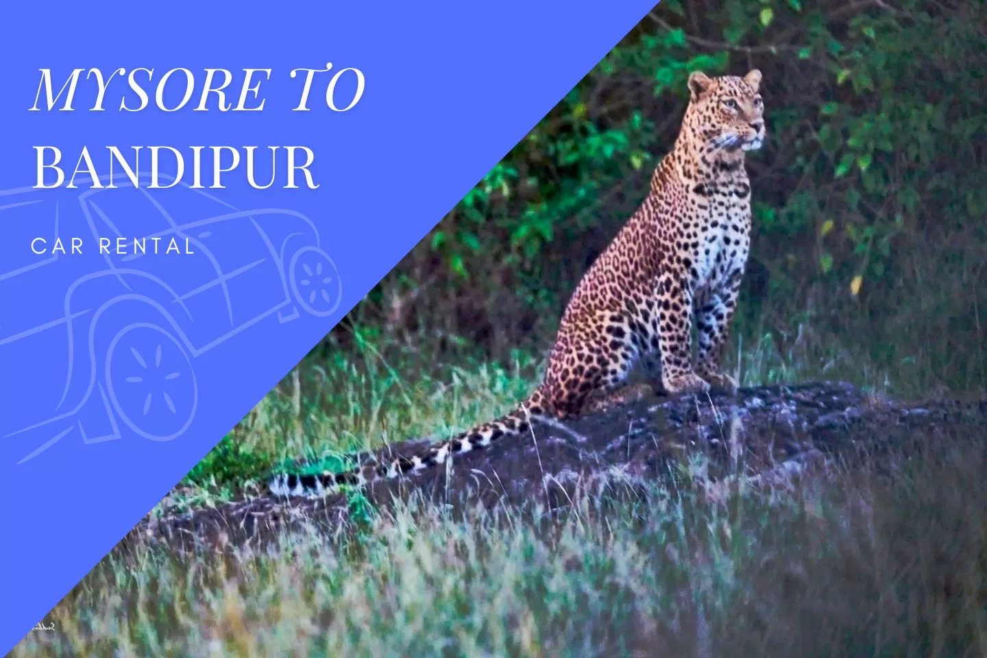 Mysore to Bandipur Car Rental