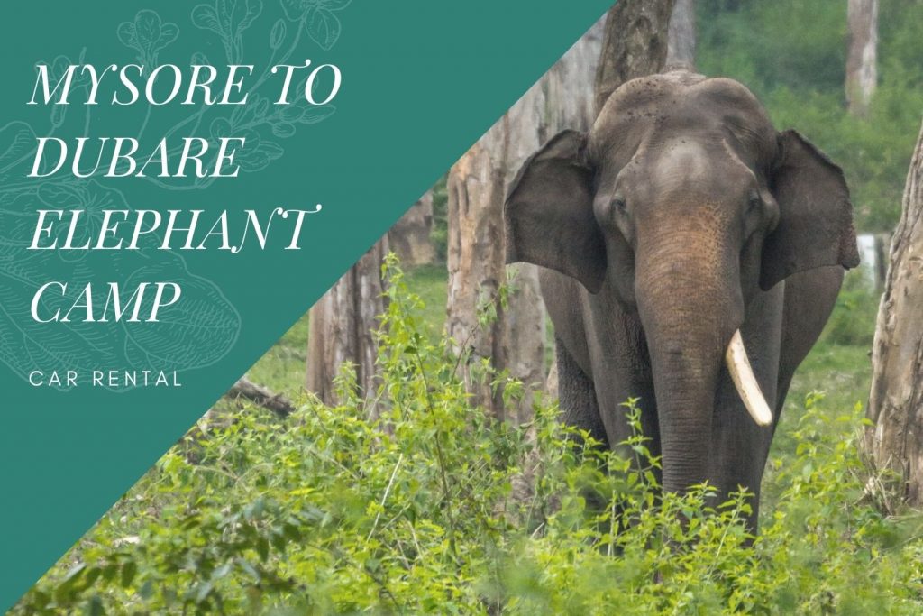 Mysore to Dubare Elephant Camp Car Rental Service