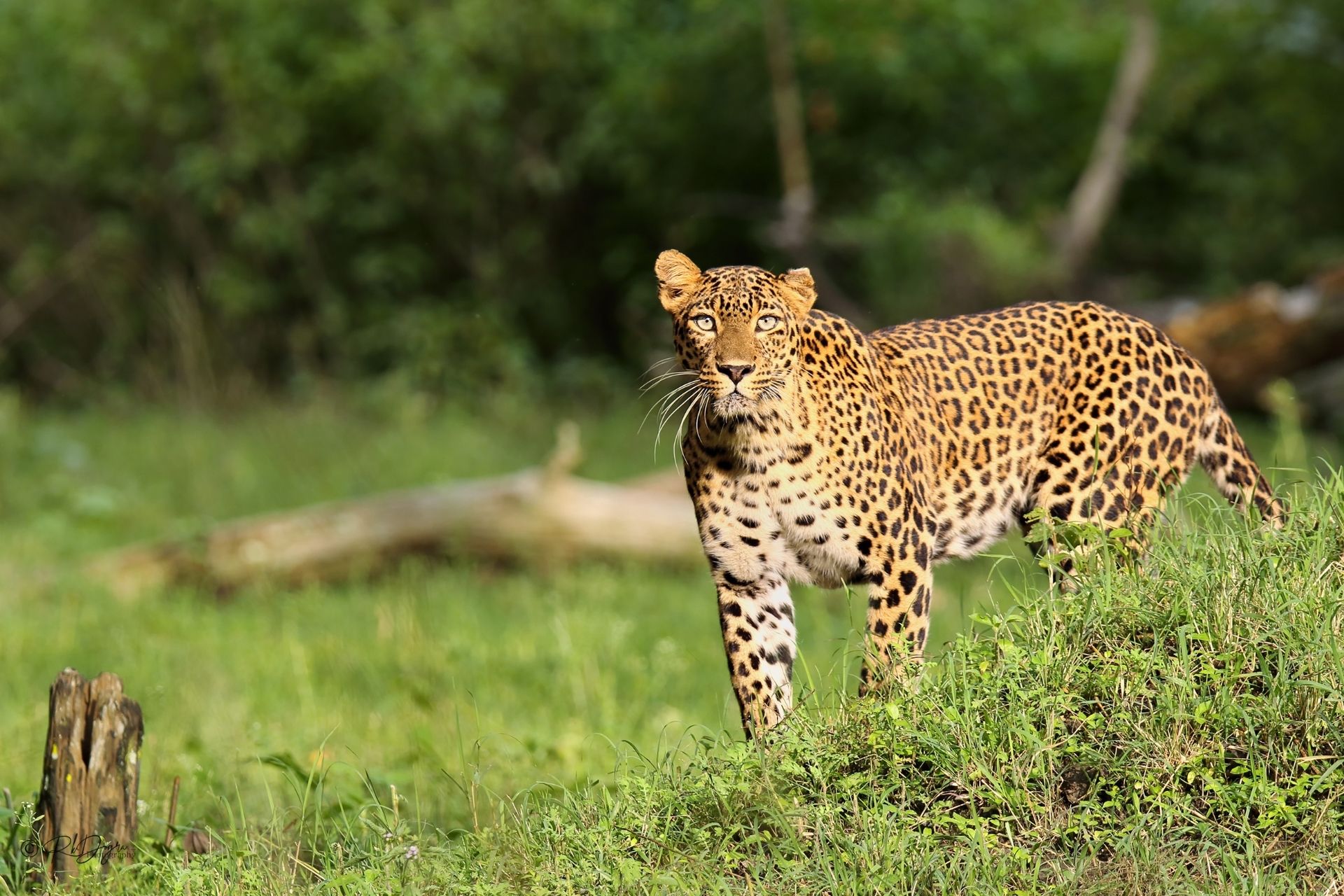 Mysore to Mudumalai Car Rental